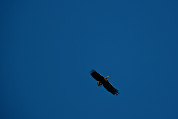 White-tailed eagle (Haliaeetus albicilla) in flight. Silhouette of a bird of prey flying in the blue sky