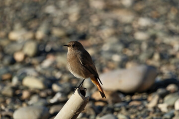 black redstart (Phoenicurus ochruros) perched on a pipe