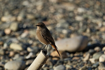black redstart (Phoenicurus ochruros) perched on a pipe