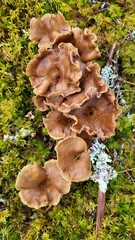 Fototapeta premium mushrooms on the tree