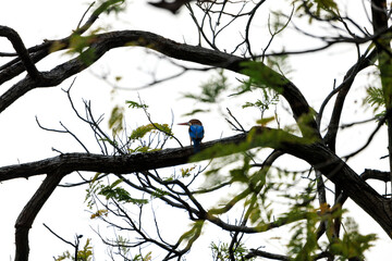 White-throated Kingfisher, Halcyon smyrnensis, perching on tree branch in forest park, large-headed, brown kingfisher with blue back and wings, red bill and white patch from throat through breast