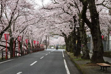 桜並木が続く道路