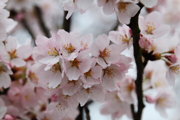 春の日差しを浴びて咲く満開の桜