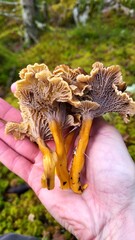 Tratt chanterelle on the hand 