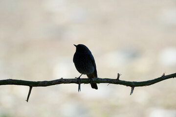 Obraz premium Black bird perched on a twig with blurred background. Bird silhouette