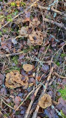 Mushrooms in the forest 