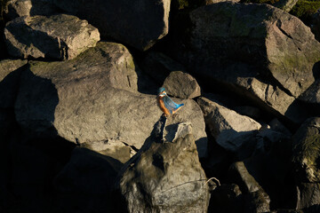 Kingfisher sitting on stones in a park