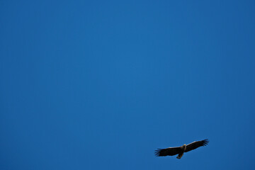 White-tailed eagle (Haliaeetus albicilla) in flight. Silhouette of a bird of prey flying in the blue sky