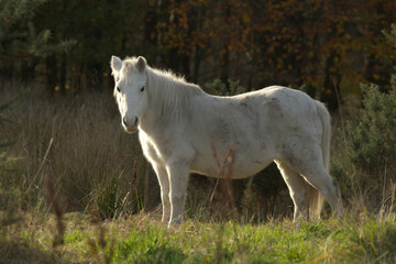 A white horse in the wild