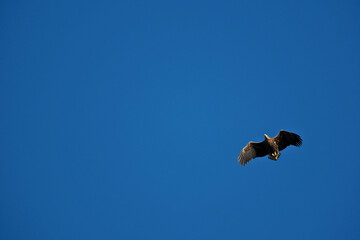 White-tailed eagle (Haliaeetus albicilla) in flight. Silhouette of a bird of prey flying in the blue sky