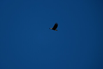 White-tailed eagle (Haliaeetus albicilla) in flight. Silhouette of a bird of prey flying in the blue sky