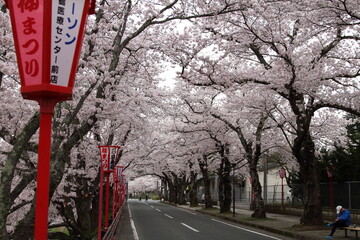 満開の桜のトンネル