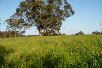 pasture and grasses growing on a regenerative agricultural farm. native plants storaging carbon in australia and new zealand.