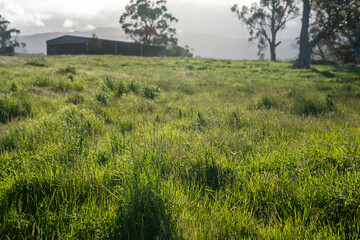 pasture and grasses growing on a regenerative agricultural farm. native plants storaging carbon in australia and new zealand.