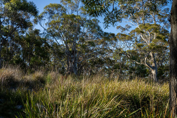 beautiful gum Trees and shrubs in the Australian bush forest. Gumtrees and native plants growing in Australia in spring
