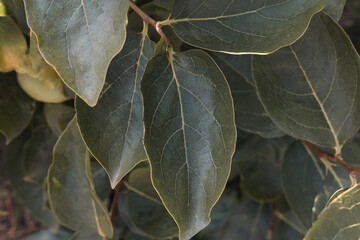 A detailed close-up of green persimmon tree (Diospyros kaki) leaves, showcasing their smooth texture, vein patterns, and natural elegance