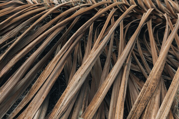Close-up of dried palm leaves forming a textured, earthy pattern. Ideal for backgrounds, natural themes, or designs emphasizing organic materials and sustainability