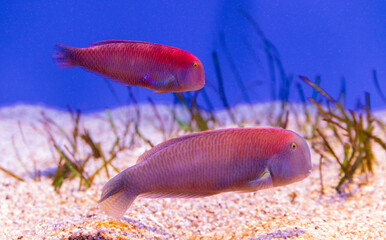 Brzytwa Perłowa -  XYRICHTYS NOVACULA © Wojciech Lisiński