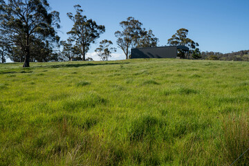 pasture and grasses growing on a regenerative agricultural farm. native plants storaging carbon in australia and new zealand.