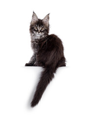 Black tabby Maine Coon cat kitten, backwards on edge. Looking over shoulder towards camera. Isolated on a white background.