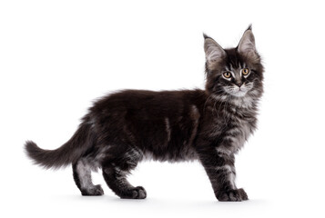 Black tabby Maine Coon cat kitten, standing side ways. Looking towards camera. Isolated on a white background.