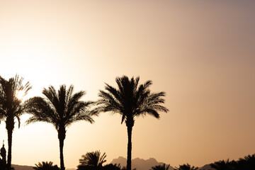 Silhouette of palm trees and mountains at sunset. Golden hour.