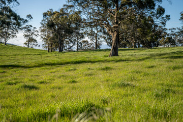 Obraz premium pasture and grasses growing on a regenerative agricultural farm. native plants storaging carbon in australia and new zealand.