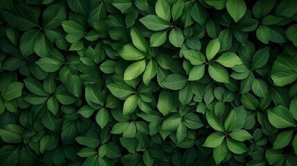 Aerial Perspective of Lush Green Tree Canopy, showcasing vibrant foliage and dense natural beauty from above.