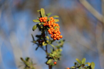 Pyracantha angustifolia is a species of shrub in the rose family 