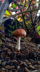mushroom in the forest