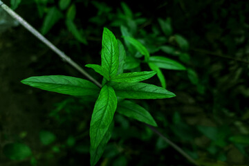 Close view of  new green leaves of Anar fruits in garden with blur background. Selective focus