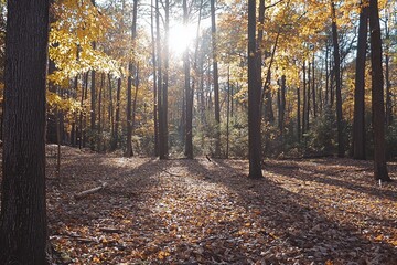 Fototapeta premium Autumn Glow: A Tranquil Forest Captured in Golden Light