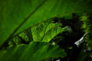 Light falls on large green leaves