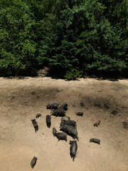 Group of wild boars wandering in a forest clearing