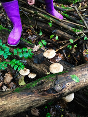 Purple boots exploring a forest floor with mushrooms and logs