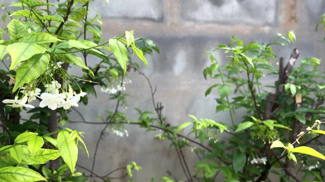 Moke Tree, Wrightia Religiosa, Windblown Green Leaves And White Flowers On The Branch In The Garden With Wall Background At Mukdahan, Thailand. 08 Nov 2024. AM