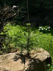 Fototapeta premium Young evergreen tree growing in a forest clearing sunlight