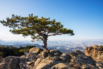 관악산 소나무