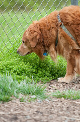 golden retriever dog standing near a fence