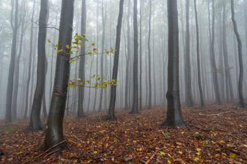 Autumn foggy mountain beech forest with wet tree trunks and crowns Velka Javorina, White...