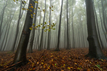 Autumn foggy mountain beech forest with wet tree trunks and crowns Velka Javorina, White Carpathians mountains, Czech Republic