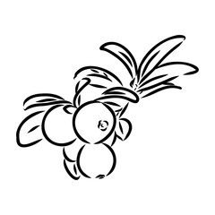 sketch ripe lingonberries, lingonberry berry, vector sketch