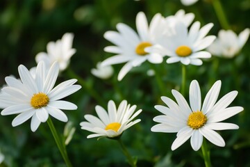 Obraz premium A vivid close-up of daisies basking in sunlight, showcasing their vibrant white petals and yellow centers.