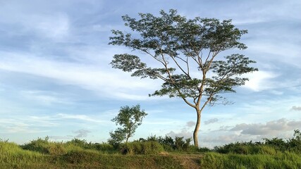 the big teak tree in the middle of the field with a blue cloud in afternoon