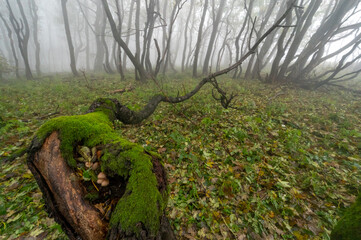 Autumn foggy mountain beech forest with wet tree trunks and crowns Velka Javorina, White...