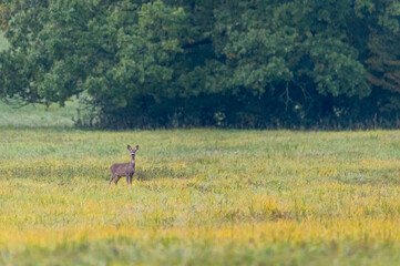 European roe deer on foothill meadows of White Carpathians mountains, Czech Republic