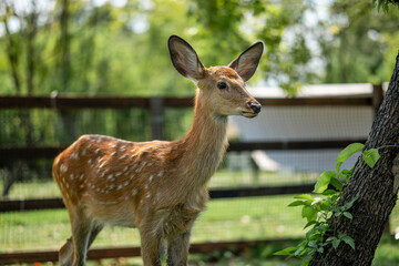 close-up of cute deer in the forest