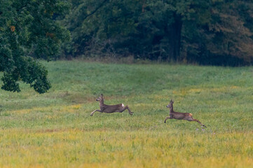 European roe deer on foothill meadows of White Carpathians mountains, Czech Republic