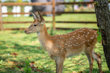 close-up of cute deer in the forest