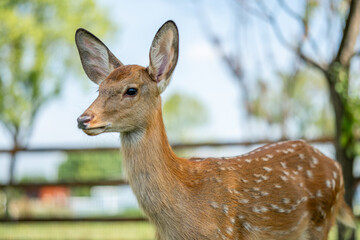 close-up of cute deer in the forest